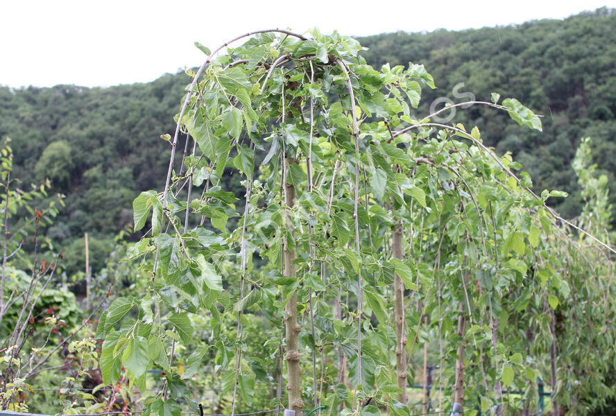 Morušovník bílý 'Pendula' - Morus alba 'Pendula'