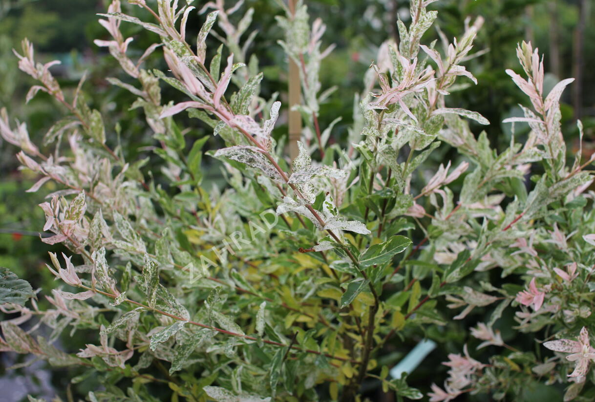 Vrba prostřední 'Hakuro Nishiki' - Salix integra 'Hakuro Nishiki'