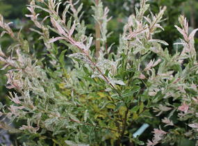 Vrba prostřední 'Hakuro Nishiki' - Salix integra 'Hakuro Nishiki'