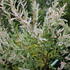 Salix integra 'Hakuro Nishiki'_1.JPG