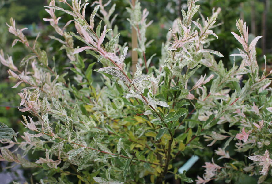 Vrba prostřední 'Hakuro Nishiki' - Salix integra 'Hakuro Nishiki'