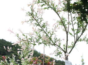 Vrba prostřední 'Hakuro Nishiki' - Salix integra 'Hakuro Nishiki'