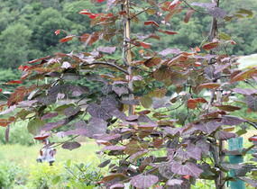 Zmarlika kanadská 'Ruby Falls' - Cercis canadensis 'Ruby Falls'