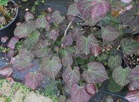 Zmarlika kanadská 'Ruby Falls' - Cercis canadensis 'Ruby Falls'