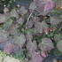 Cercis canadensis 'Ruby Falls'_2.JPG
