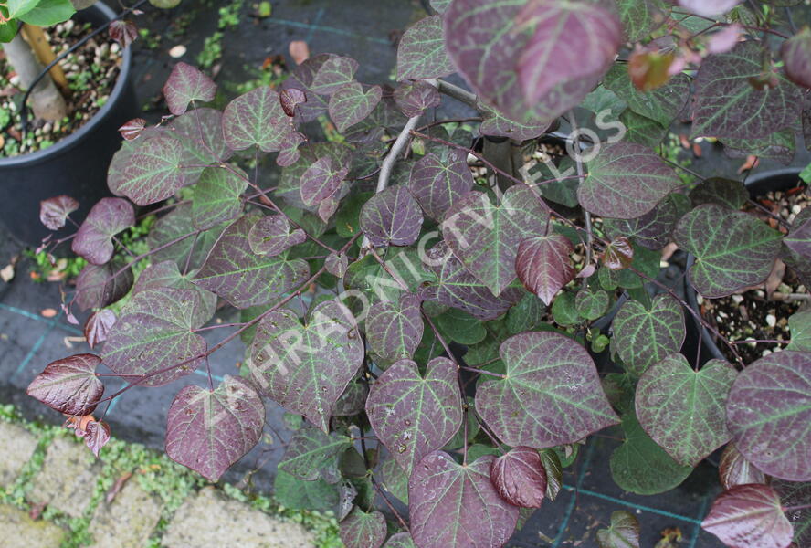 Zmarlika kanadská 'Ruby Falls' - Cercis canadensis 'Ruby Falls'