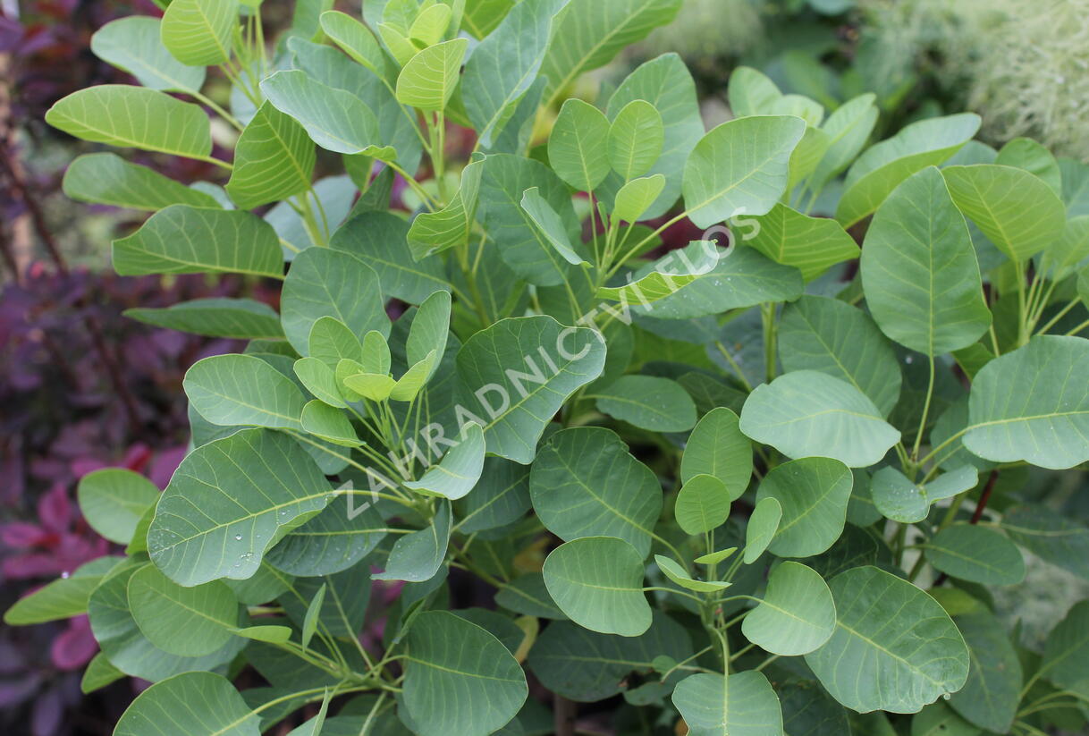 Ruj vlasatá 'Kanari' - Cotinus coggygria 'Kanari'