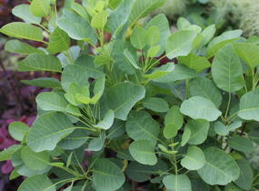 Ruj vlasatá 'Kanari' - Cotinus coggygria 'Kanari'