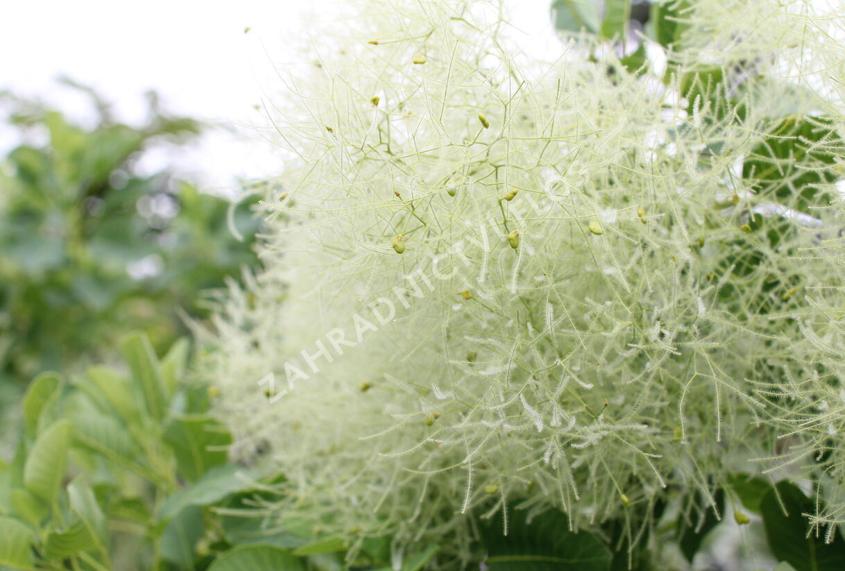 Ruj vlasatá 'Kanari' - Cotinus coggygria 'Kanari'