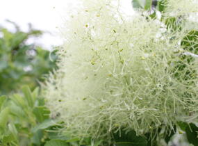 Ruj vlasatá 'Kanari' - Cotinus coggygria 'Kanari'