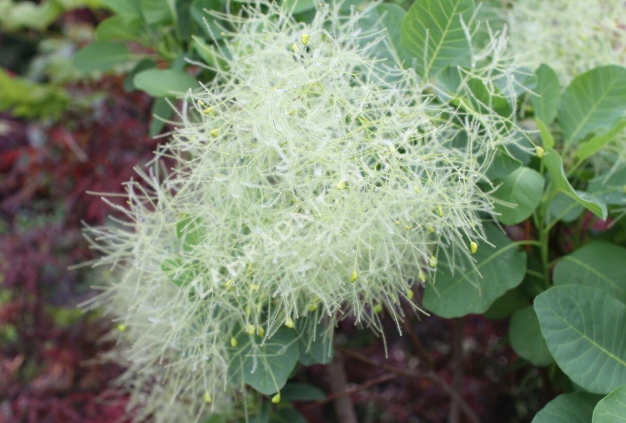Ruj vlasatá 'Kanari' - Cotinus coggygria 'Kanari'