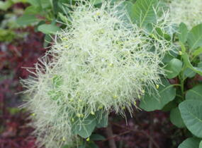 Ruj vlasatá 'Kanari' - Cotinus coggygria 'Kanari'