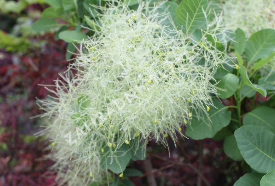Ruj vlasatá 'Kanari' - Cotinus coggygria 'Kanari'