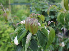 Dřín japonský 'Milky Way' - Cornus kousa 'Milky Way'