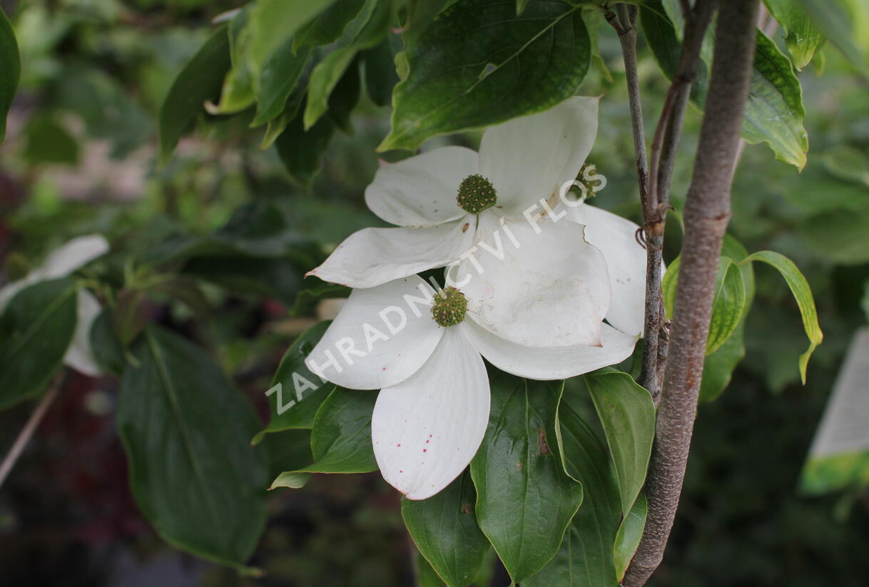 Dřín japonský 'Milky Way' - Cornus kousa 'Milky Way'