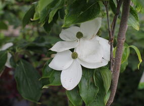 Dřín japonský 'Milky Way' - Cornus kousa 'Milky Way'