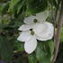 Cornus kousa 'Milky Way'_2.JPG