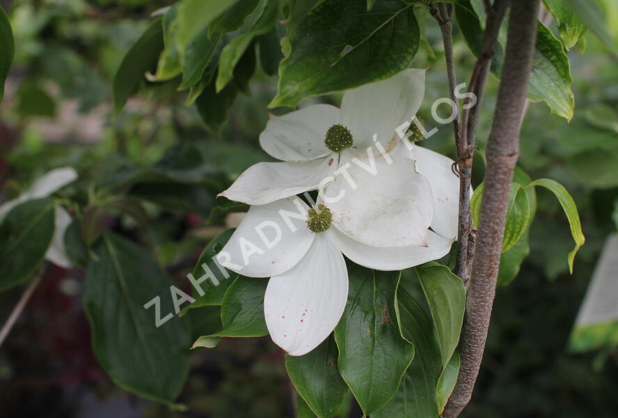 Dřín japonský 'Milky Way' - Cornus kousa 'Milky Way'