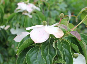 Dřín japonský 'Milky Way' - Cornus kousa 'Milky Way'