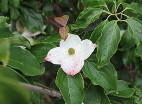 Dřín japonský 'Milky Way' - Cornus kousa 'Milky Way'