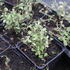 Origanum majorana 'Hishtil'.JPG