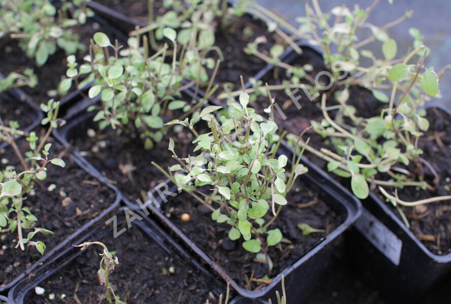 Majoránka zahradní 'Hishtil' - Origanum majorana 'Hishtil'