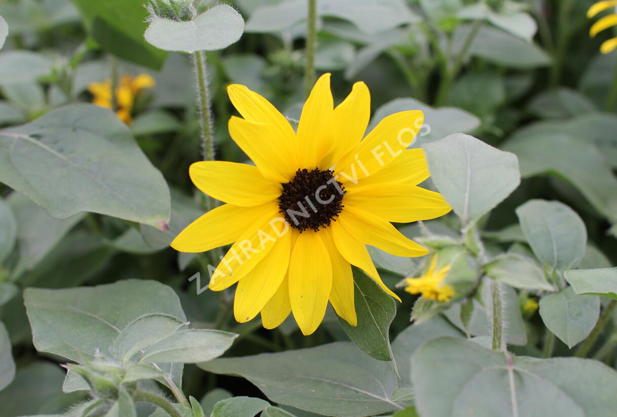 Slunečnice roční 'Sunfinity Yellow Dark Center' - Helianthus annuus 'Sunfinity Yellow Dark Center'