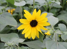 Slunečnice roční 'Sunfinity Yellow Dark Center' - Helianthus annuus 'Sunfinity Yellow Dark Center'