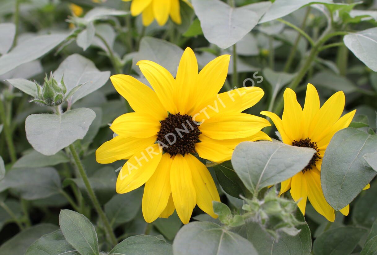 Slunečnice roční 'Sunfinity Yellow Dark Center' - Helianthus annuus 'Sunfinity Yellow Dark Center'