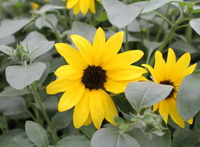 Slunečnice roční 'Sunfinity Yellow Dark Center' - Helianthus annuus 'Sunfinity Yellow Dark Center'