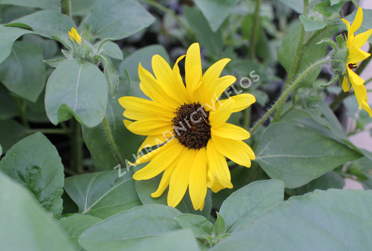Slunečnice roční 'Sunfinity Yellow Dark Center' - Helianthus annuus 'Sunfinity Yellow Dark Center'