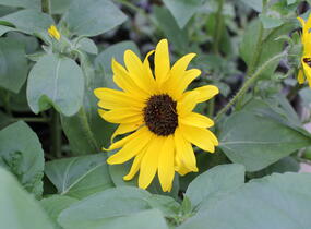 Slunečnice roční 'Sunfinity Yellow Dark Center' - Helianthus annuus 'Sunfinity Yellow Dark Center'