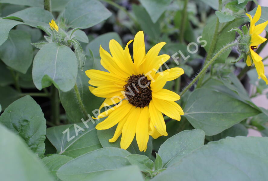 Slunečnice roční 'Sunfinity Yellow Dark Center' - Helianthus annuus 'Sunfinity Yellow Dark Center'