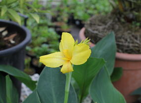 Dosna indická 'Cannova F1 Yellow' - Canna indica 'Cannova F1 Yellow'
