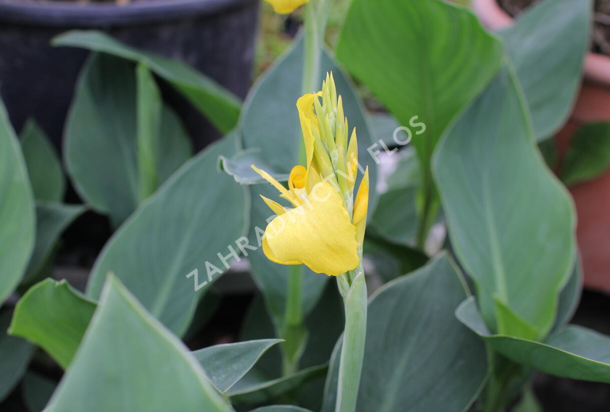 Dosna indická 'Cannova F1 Yellow' - Canna indica 'Cannova F1 Yellow'