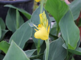 Dosna indická 'Cannova F1 Yellow' - Canna indica 'Cannova F1 Yellow'
