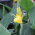 Canna indica 'Cannova F1 Yellow'.JPG