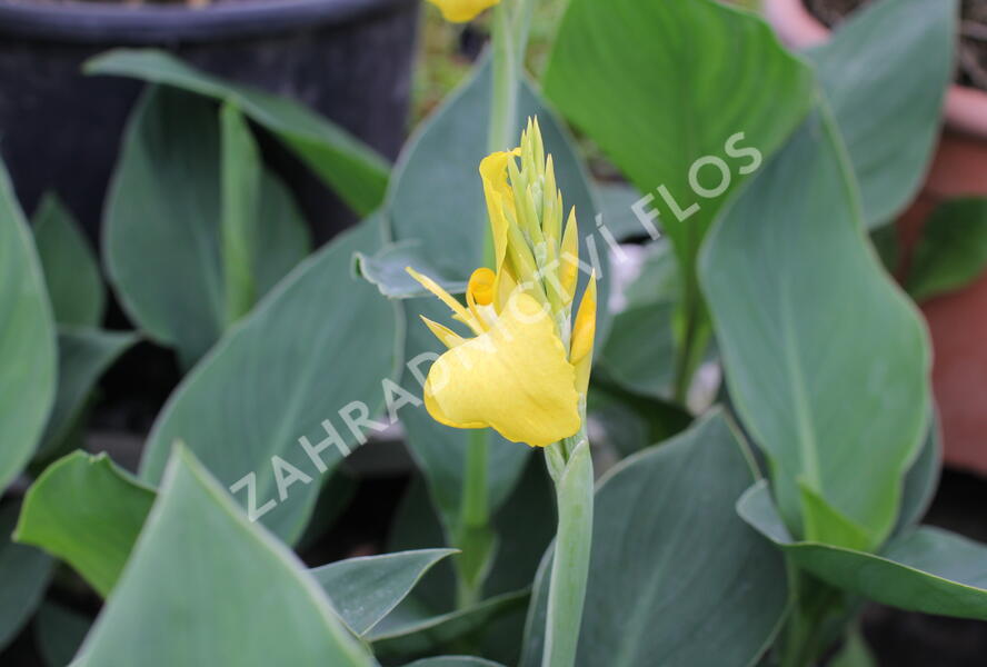Dosna indická 'Cannova F1 Yellow' - Canna indica 'Cannova F1 Yellow'