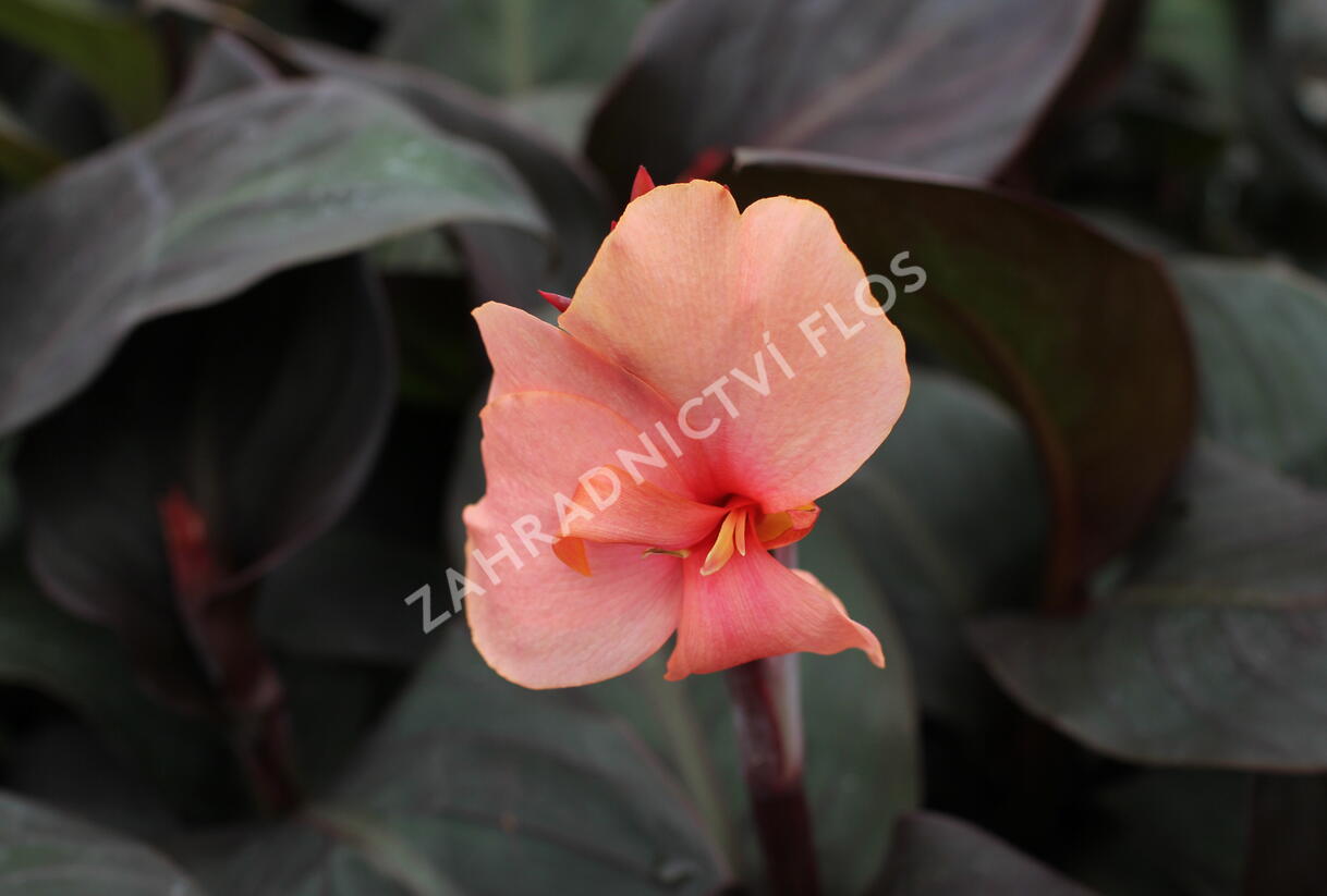 Dosna indická 'Cannova F1 Bronze Peach' - Canna indica 'Cannova F1 Bronze Peach'