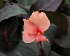 Dosna indická 'Cannova F1 Bronze Peach'