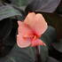 Canna indica 'Cannova F1 Bronze Peach'.JPG