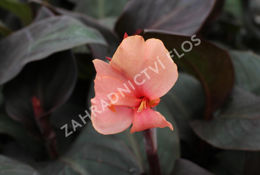 Dosna indická 'Cannova F1 Bronze Peach' - Canna indica 'Cannova F1 Bronze Peach'