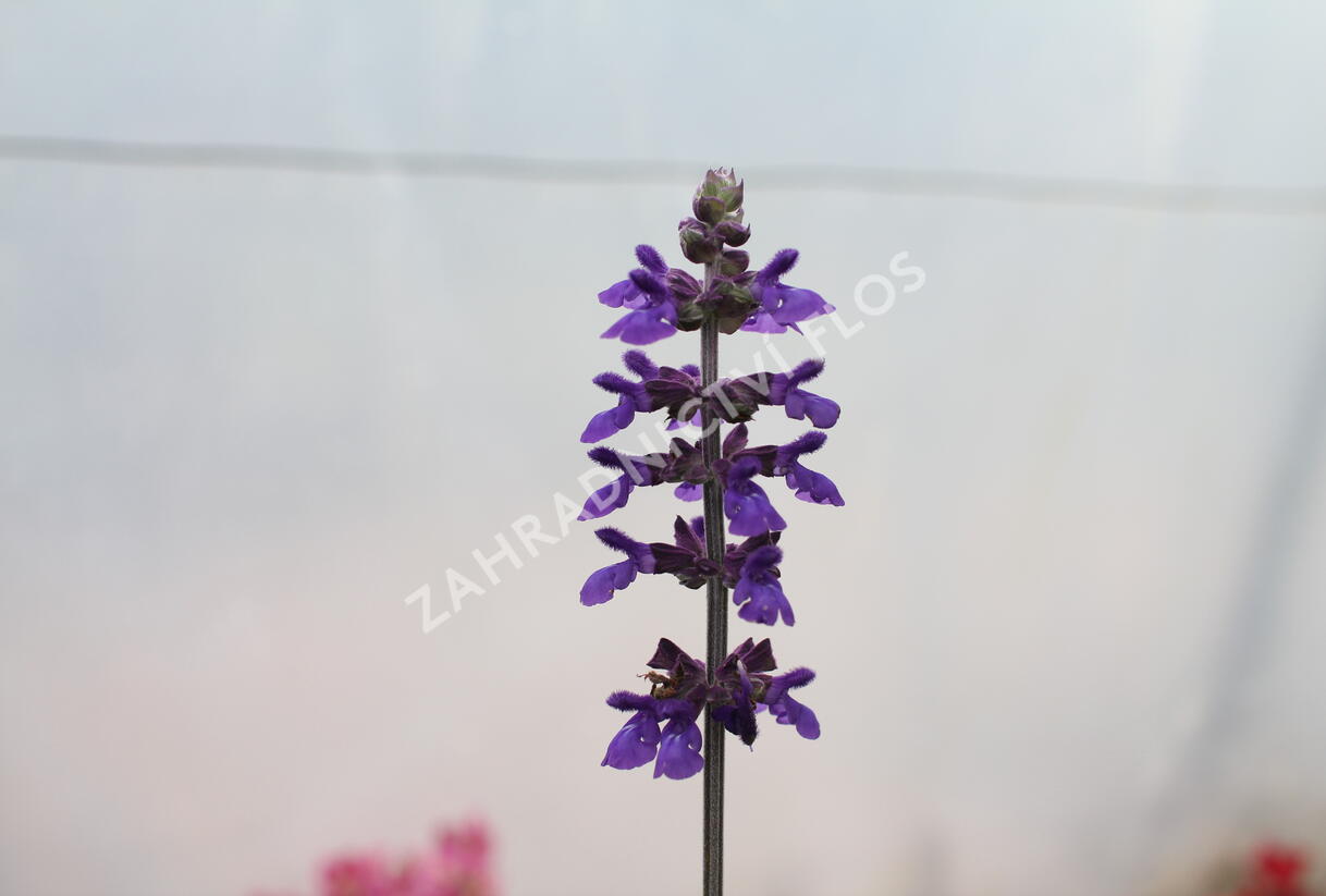 Šalvěj 'Big Blue' - Salvia hybrida 'Big Blue'
