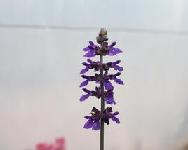 Šalvěj 'Big Blue'