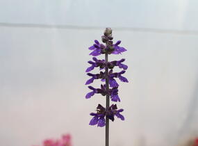 Šalvěj 'Big Blue' - Salvia hybrida 'Big Blue'