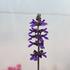 Salvia hybrida 'Big Blue'.JPG