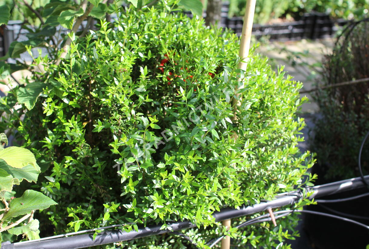 Myrta obecná ssp microphylla - Myrtus communis ssp. microphylla