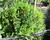Myrta obecná ssp microphylla
