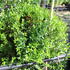 Myrtus communis ssp. microphylla.JPG