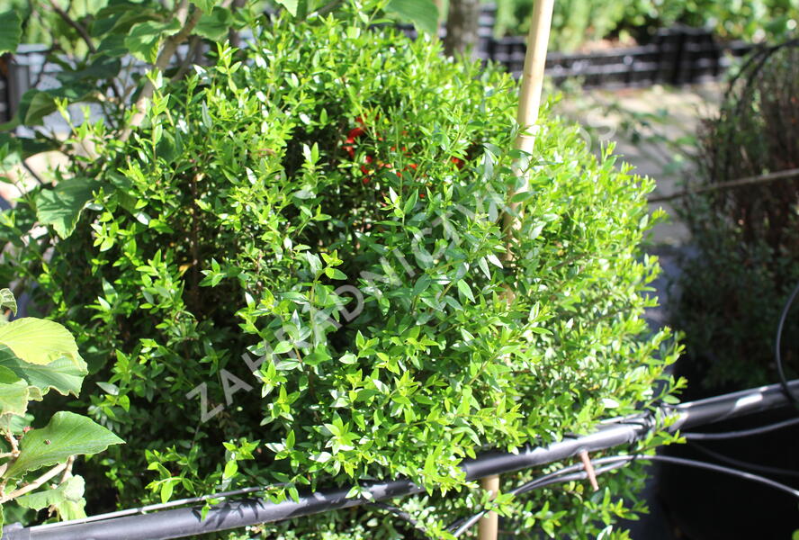 Myrta obecná ssp microphylla - Myrtus communis ssp. microphylla
